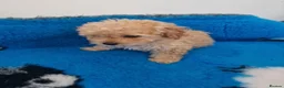 Maltipoo dogs for sale: Maltipoo puppies ready now  - Advert 13
