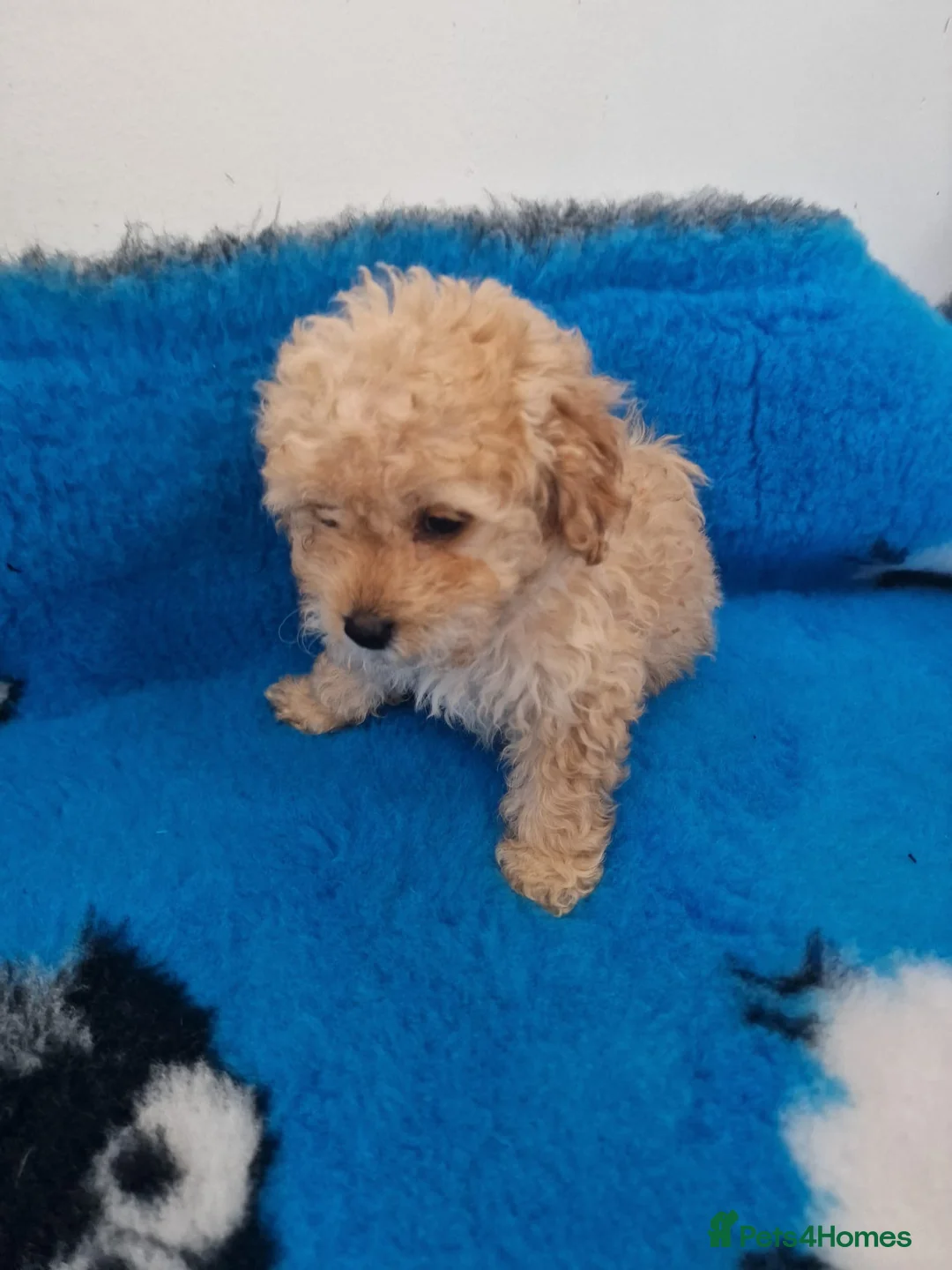 Maltipoo dogs for sale: Maltipoo puppies ready now  - Advert 13