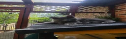 Kurilian Bobtail cats for sale: Stunning FIFe Registered Kurilian Bobtail kittens - Advert 11