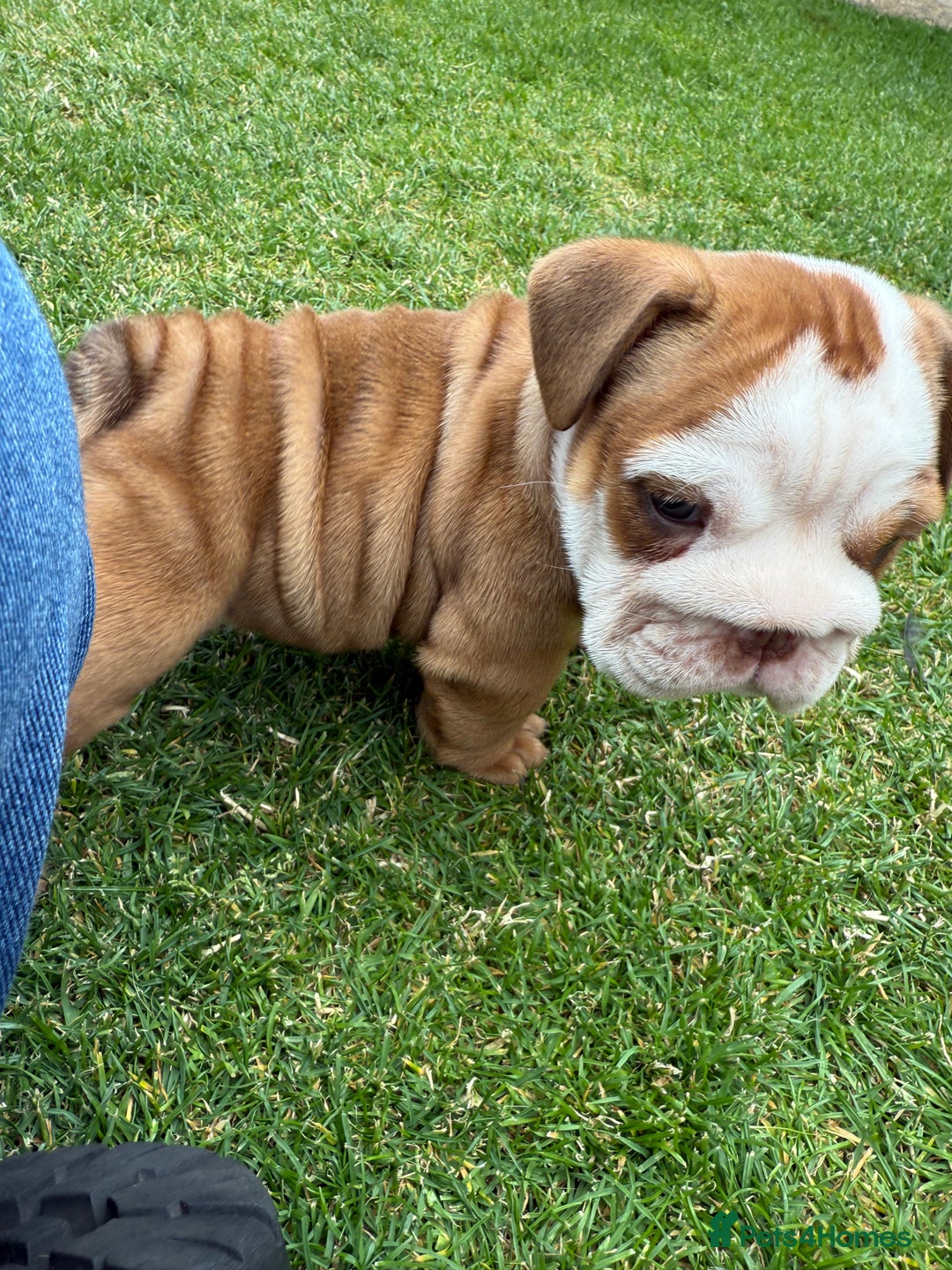English Bulldog dogs for sale: Amazing litter of English bulldogs - Image 16