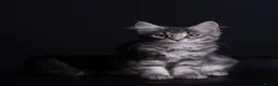 Maine Coon cats for sale: Pedigree maine coon kittens - Advert 3