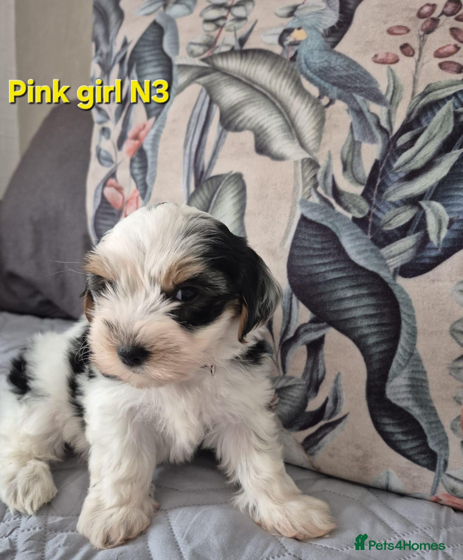 Mixed Breed dogs Ready now Yorkshire terriers puppy's  - Advert 5