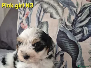 Mixed Breed dogs Ready now Yorkshire terriers puppy's - Advert 5