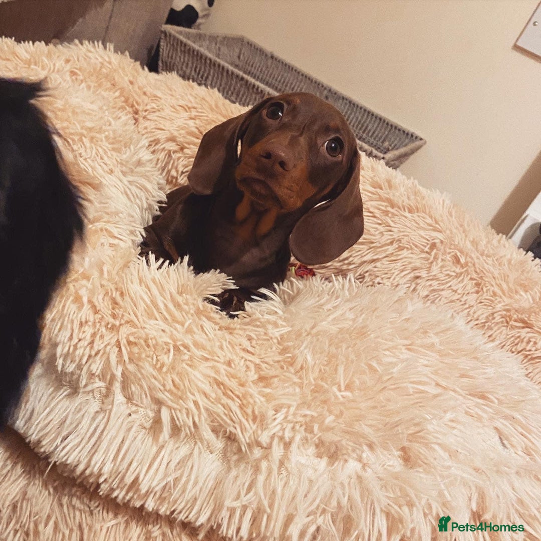 Miniature Dachshund dogs for stud: Stud Available Miniature Dachshund Chocolate & Tan - Image 3
