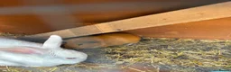 Guinea Pig rodents for sale: Family of guinea pigs  - Advert 2