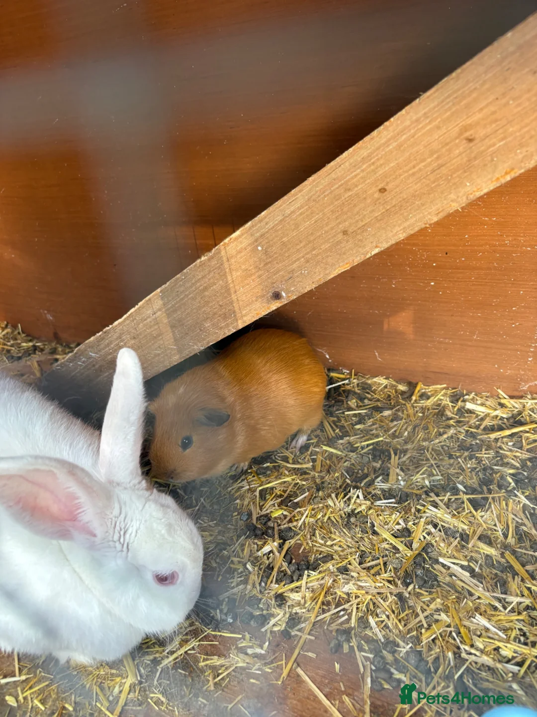Guinea Pig rodents for sale: Family of guinea pigs  - Advert 2