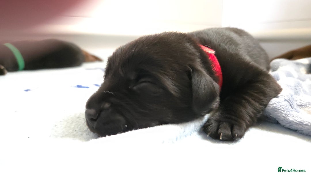 Labrador Retriever dogs for sale: Beautiful pedigree labrador puppies  - Image 36