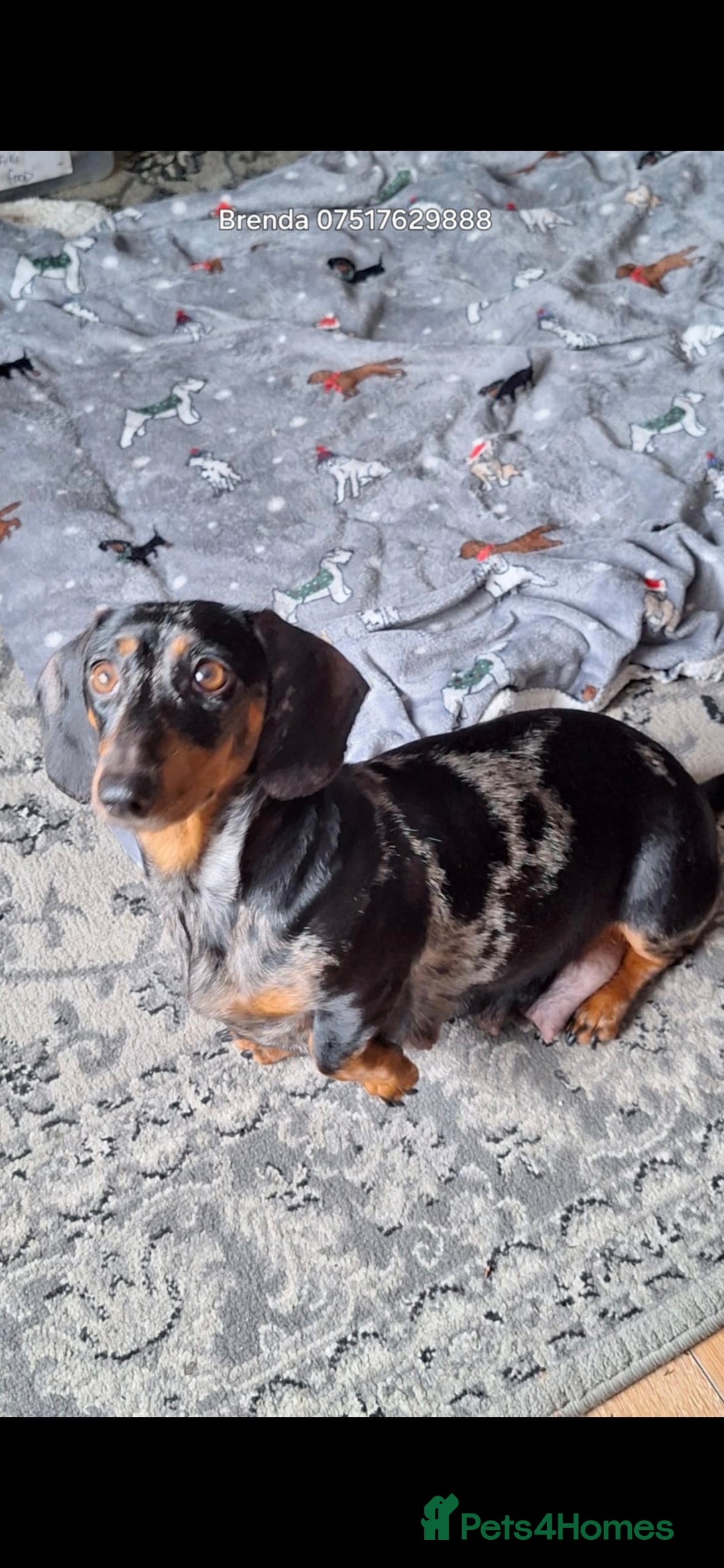 Dachshund dogs for sale: £350.00 - Advert 1