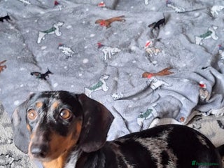 Dachshund dogs for sale: £350.00 - Advert 1