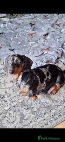 Dachshund dogs £350.00 - Advert 1