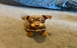 Jack Russell dogs for sale: Beautiful miniature jack russell puppies  - Image 30