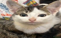British Shorthair cats for sale: Kittens  - Image 1