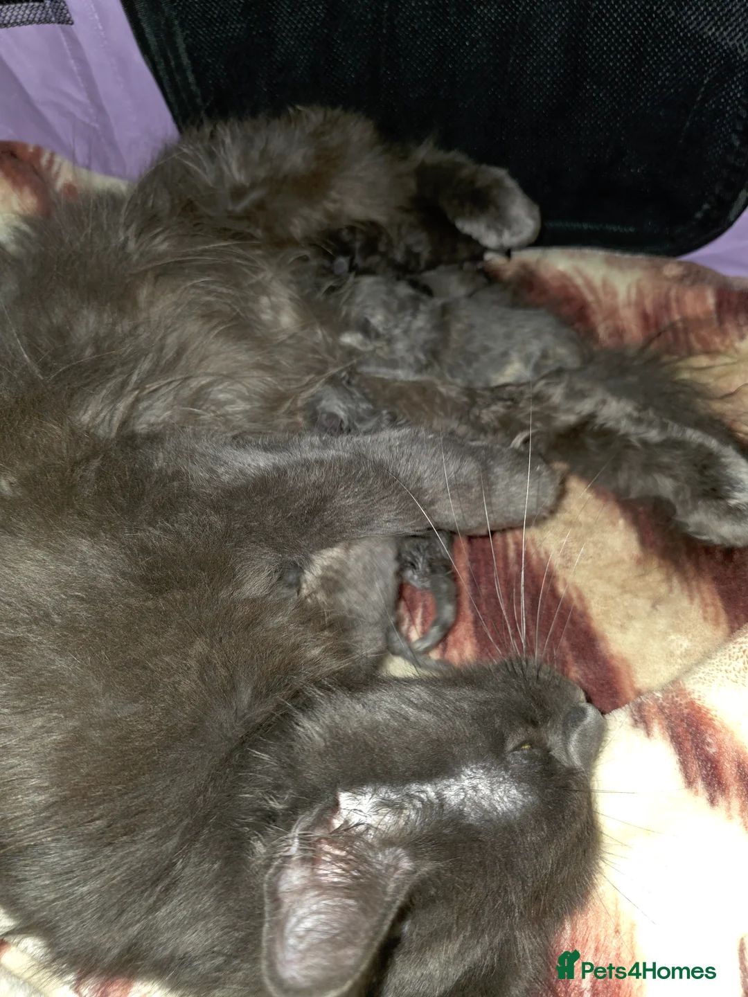 Maine Coon cats for sale: XL Maincoon kittens - Advert 8