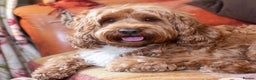 Mixed Breed dogs for sale: Authentic Annetteslabradoodles/Cobberdogs - Advert 4