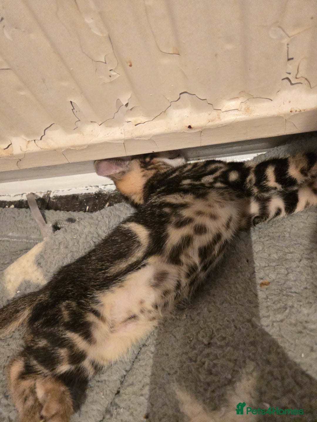 Bengal cats for sale: Two stunning little girls absolutely stunning!!!  - Advert 6