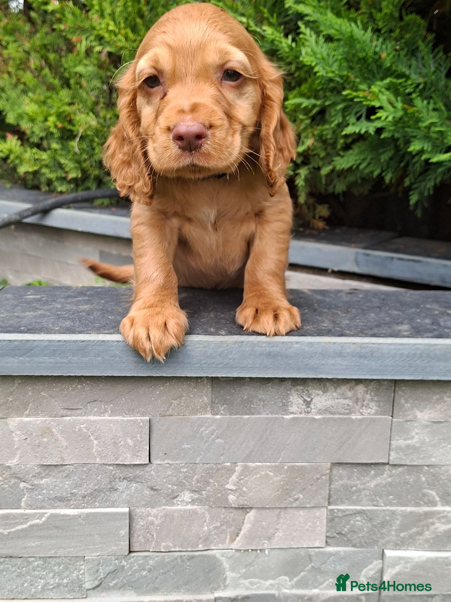 Cocker Spaniel dogs Kc reg hereditary clear working cocker spaniels - Advert 1