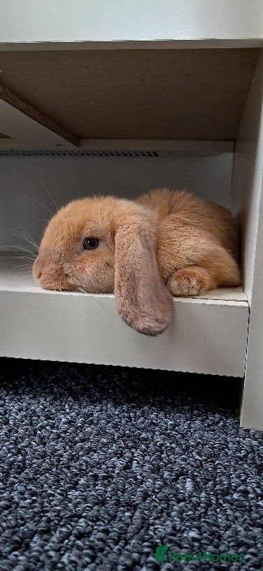 Mini Lop rabbits Neutered male. Need to re-home asap - Advert 13