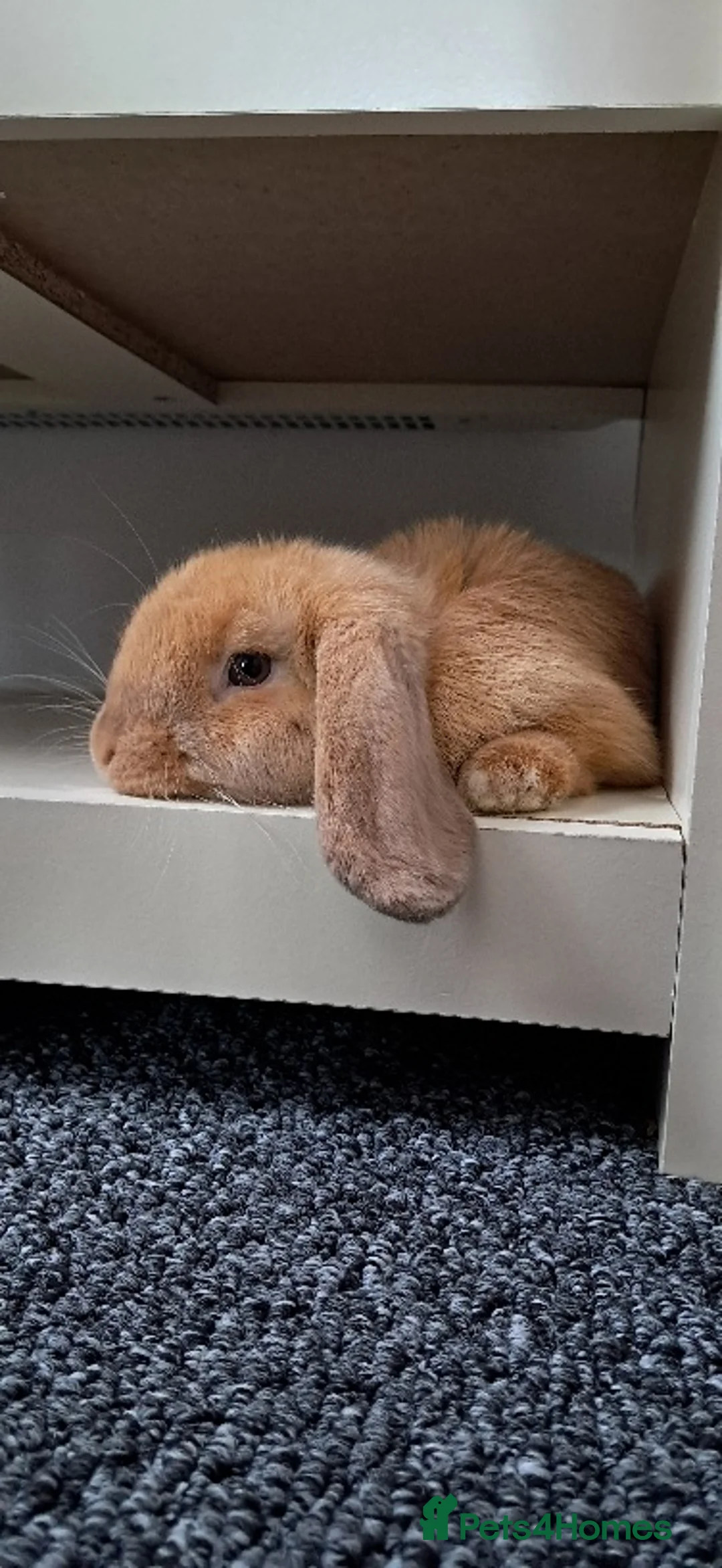 Mini Lop rabbits for sale: Neutered male. Need to re-home asap in Clacton-on-Sea - Advert 5