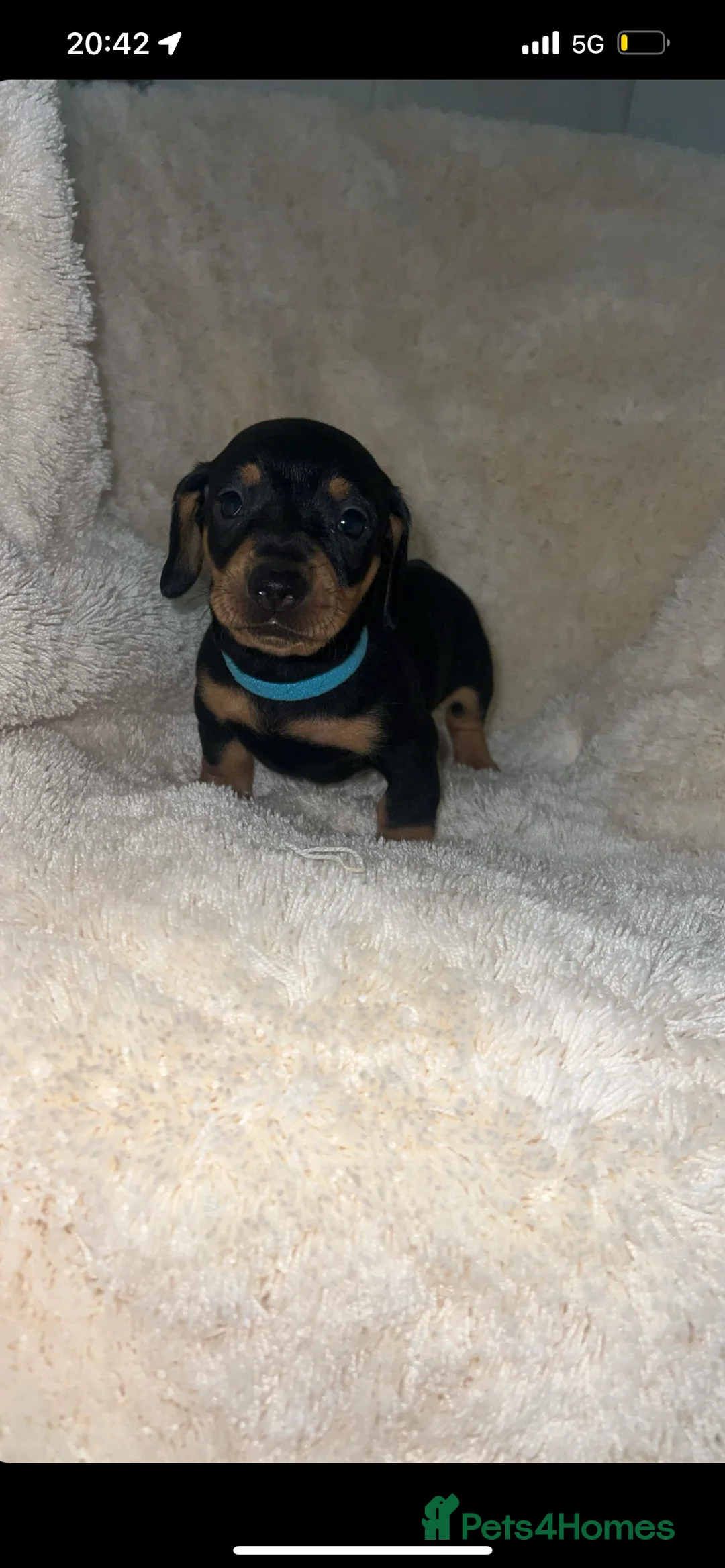 Dachshund dogs for sale: Tinkerbell & Chocolate’s Little sweethearts  - Advert 7