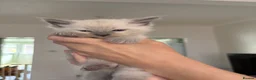 Ragdoll cats for sale: Bluepoint ragdolls for sale  in Liverpool - Advert 3