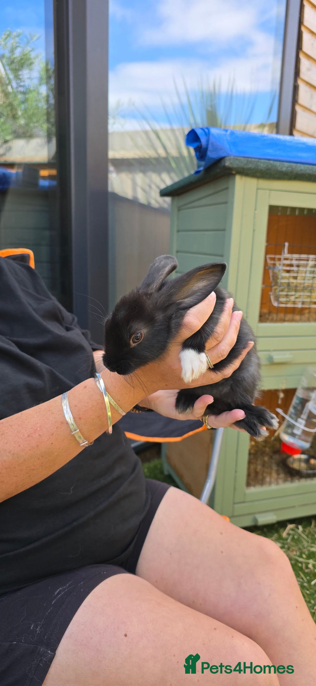 Dwarf Lop rabbits for sale: 9 Dwarf lop Rabbits ready for a new home - Image 1