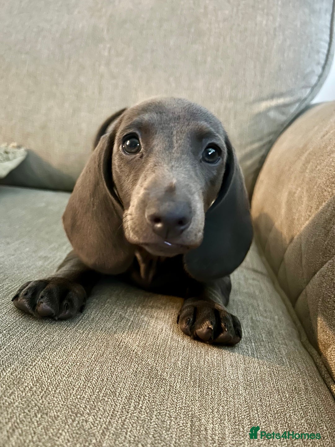 Dachshund dogs for sale: Isabella blue dachshund puppies  - Image 2