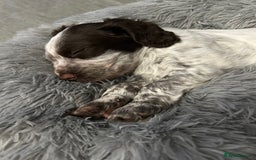Cocker Spaniel dogs for sale: Pedigree Chocolate Roan WCS Boy - Image 2