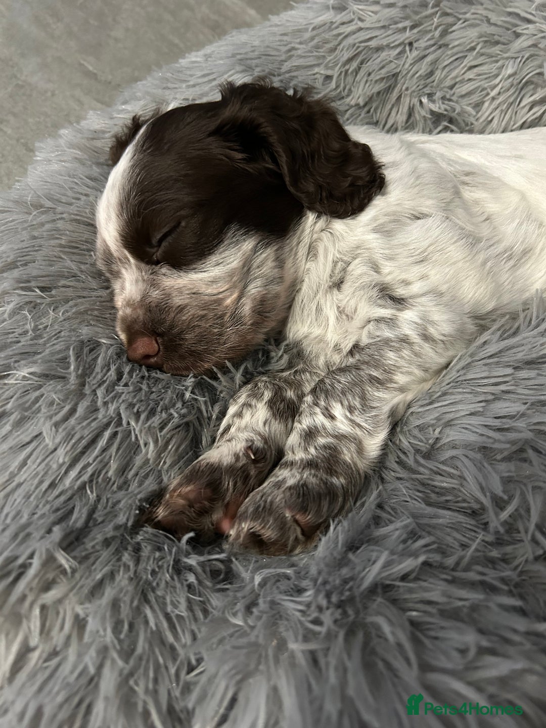 Cocker Spaniel dogs for sale: Pedigree Chocolate Roan WCS Boy - Image 2