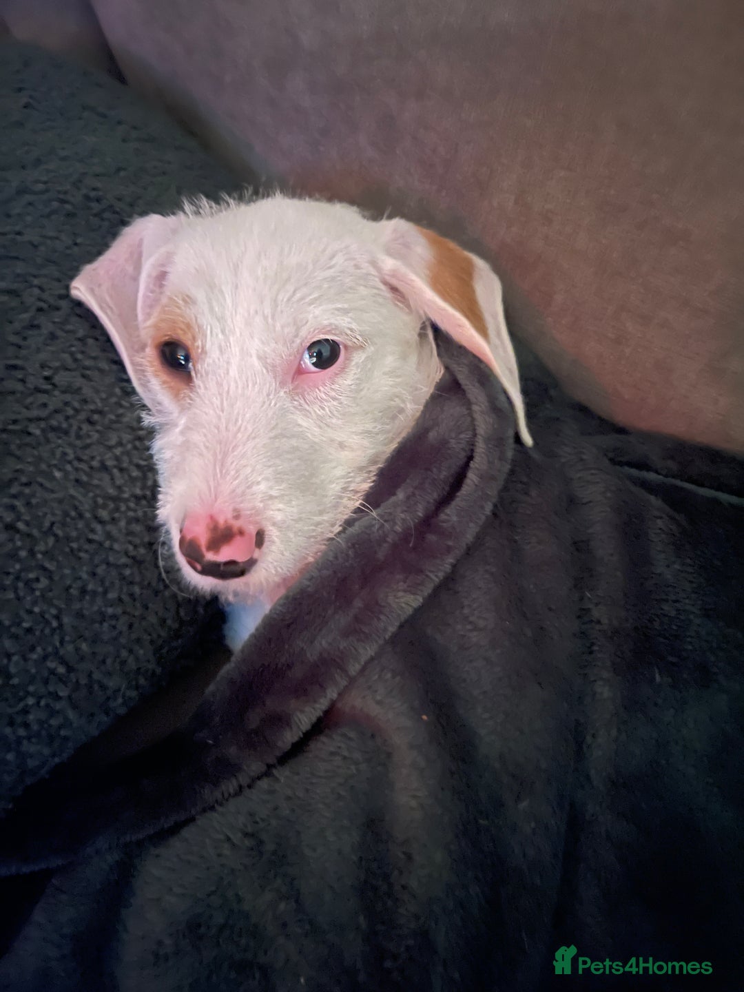 Mixed Breed dogs for sale:  2-Year-Old Female Beagle x Terrier - Advert 5