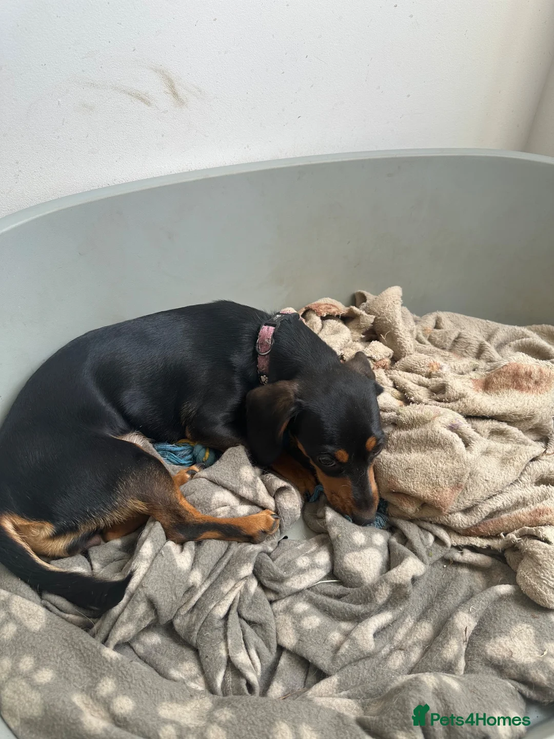 Dachshund dogs for sale: 10 month old female dachshund  in Cobham - Advert 3