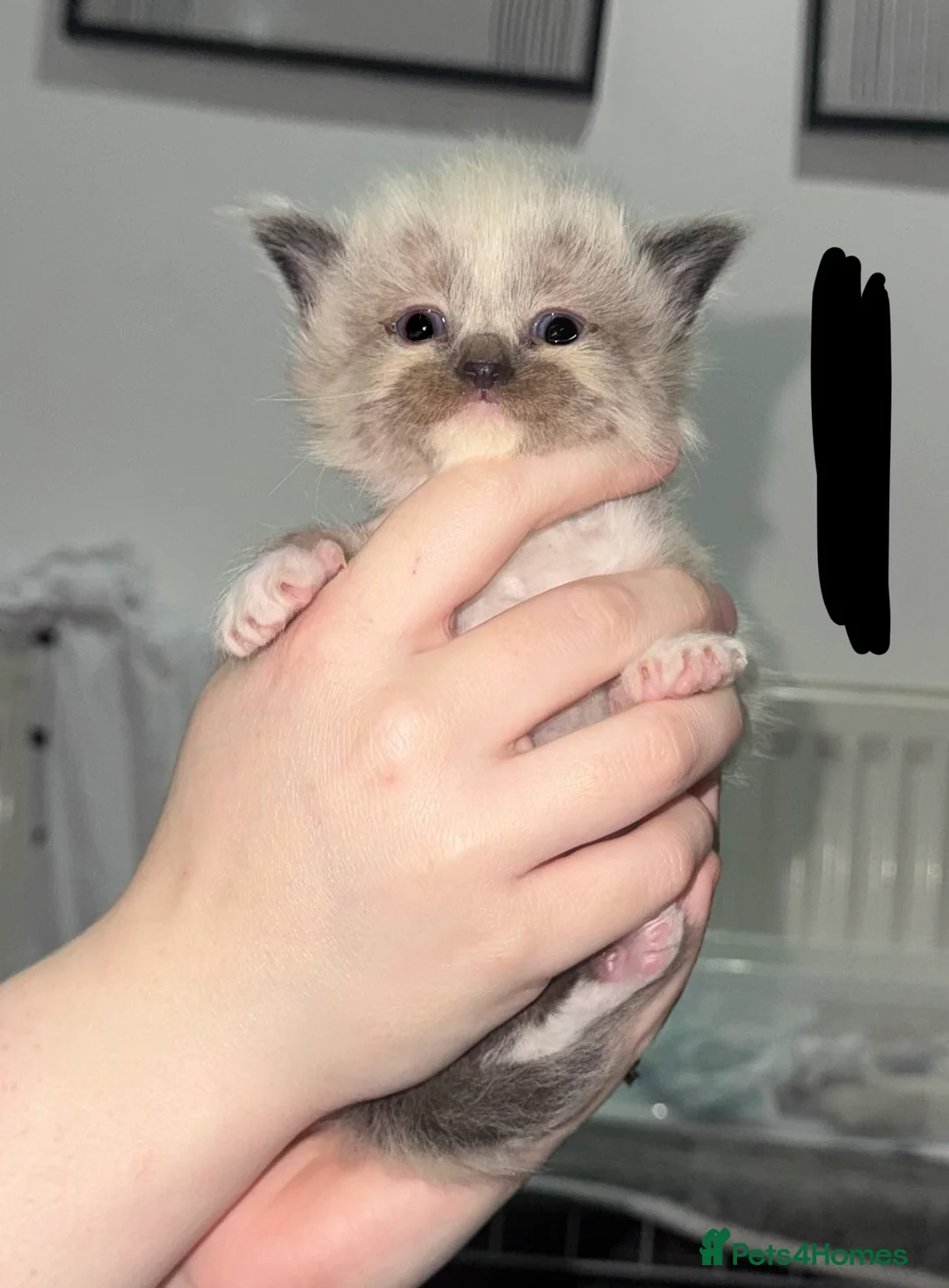 Ragdoll cats for sale: Ragdoll kittens - Advert 1