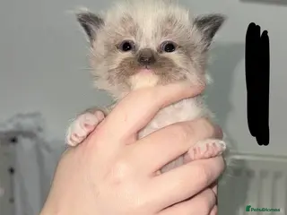 Ragdoll cats Ragdoll kittens - Advert 7