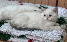 British Shorthair cats for sale: Colourpoints BSH active & non-active available - Image 14