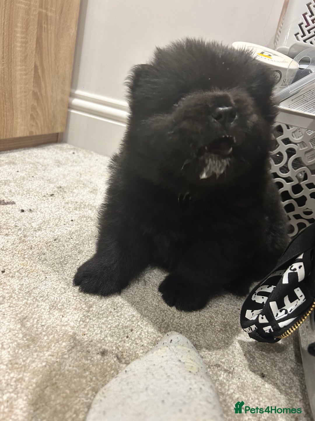 Chow Chow dogs for sale: 2 male chow chow puppies - Image 7