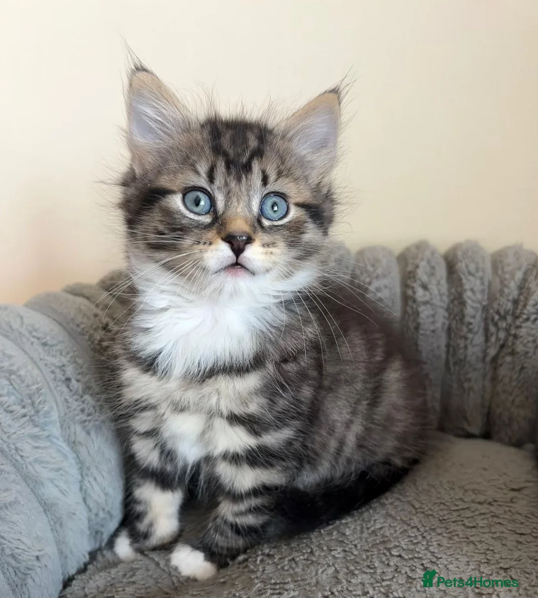 Mixed Breed cats for sale: Fluffy Male Kittens Maine Coon Cross  in Selby - Advert 2