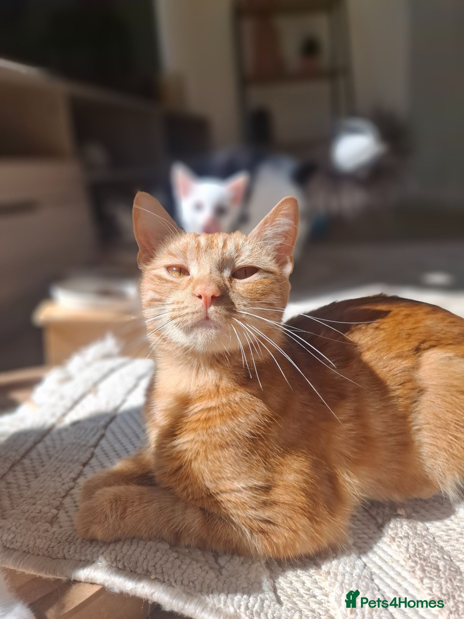 Mixed Breed cats Beautiful girl ready to find her forever home - Advert 1