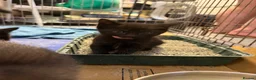 Mixed Breed cats for sale: Black kittens, gorgeous temperament and playful - Advert 2