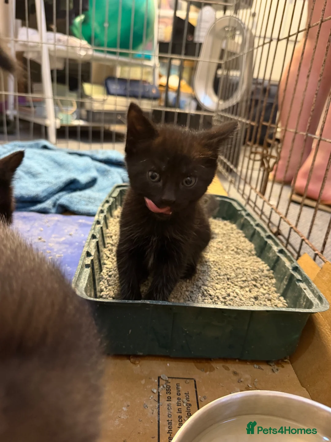 Mixed Breed cats for sale: Black kittens, gorgeous temperament and playful - Advert 2