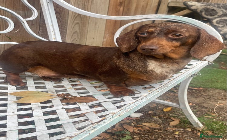 Miniature Dachshund dogs - Advert 16
