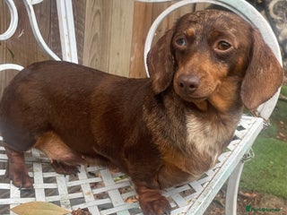 Miniature Dachshund dogs - Advert 2