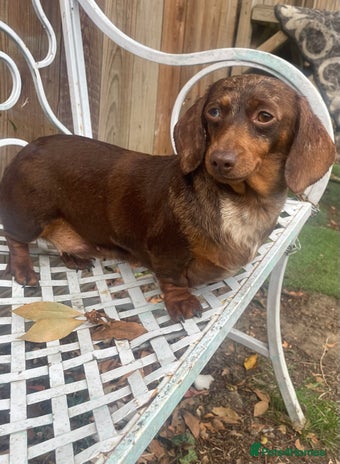 Miniature Dachshund dogs - Advert 7