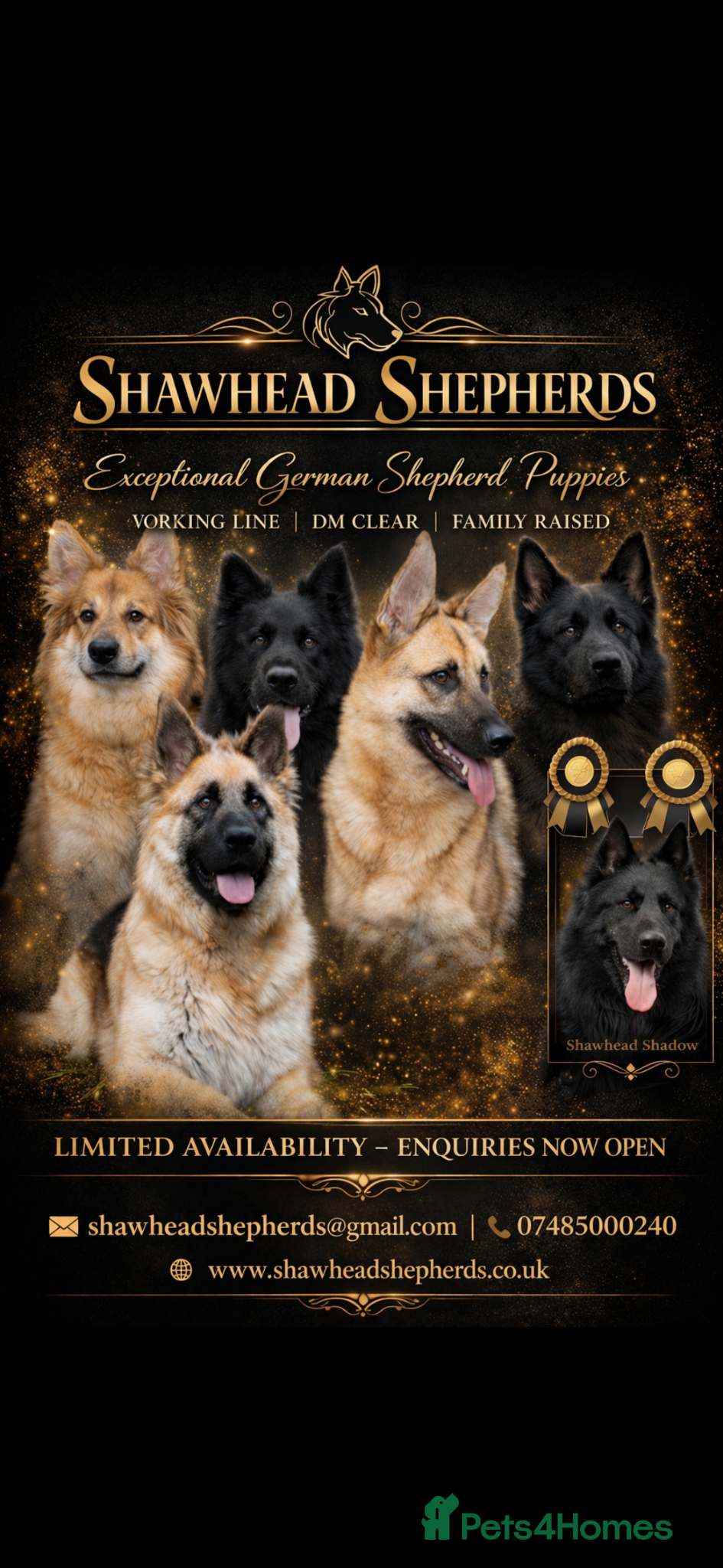 German Shepherd dogs Stunning German Shepherds by Shawhead Shepherds - Advert 1