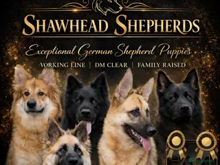 German Shepherd dogs Stunning German Shepherds by Shawhead Shepherds - Advert 1