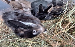 Netherland Dwarf rabbits for sale: Baby Netherland dwarf rabbits for sale £50 each  - Advert 9