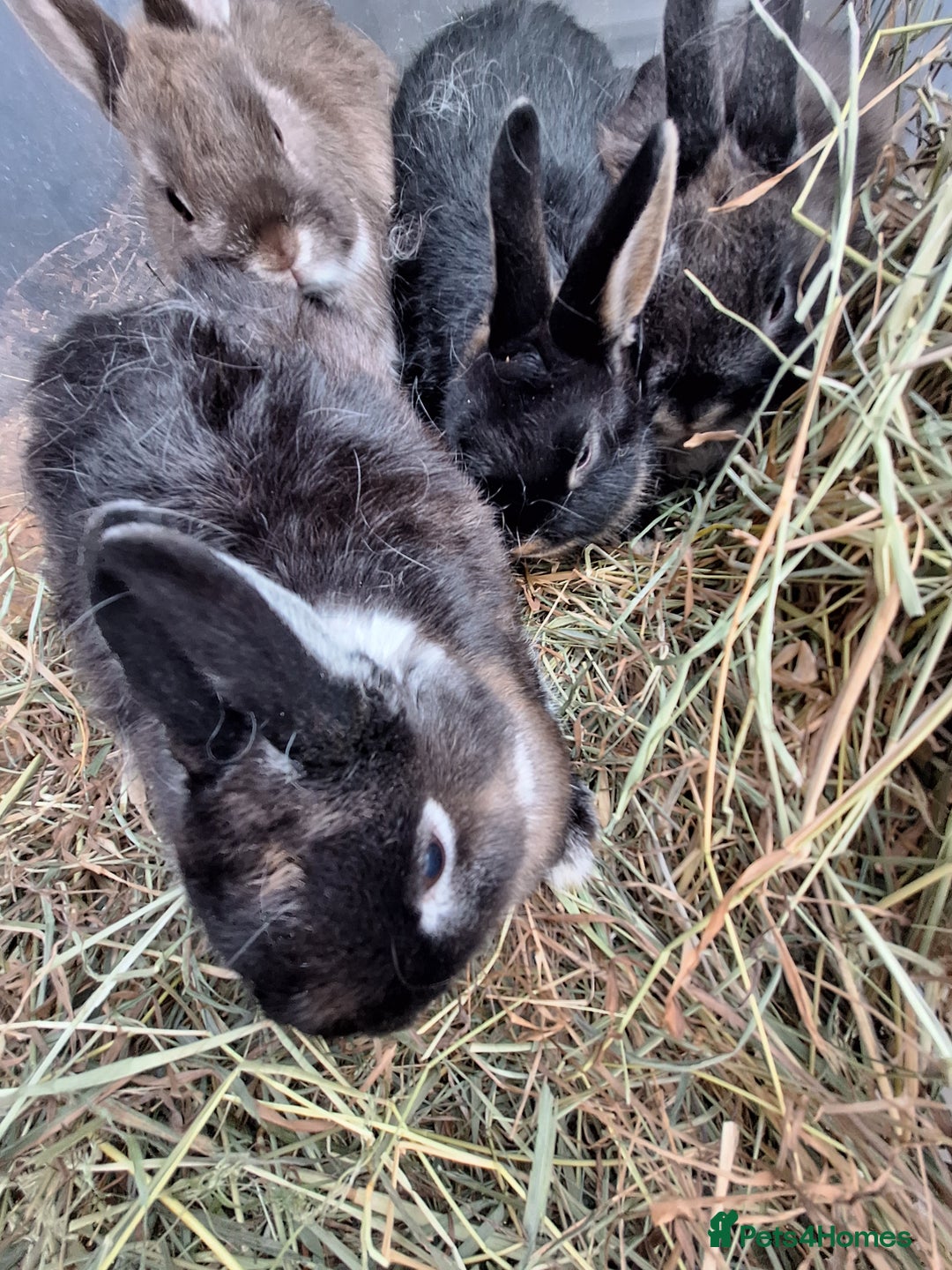Netherland Dwarf rabbits for sale: Baby Netherland dwarf rabbits for sale £50 each  - Advert 9