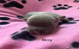 Mixed Breed dogs for sale: Unique mixed breed - Image 4