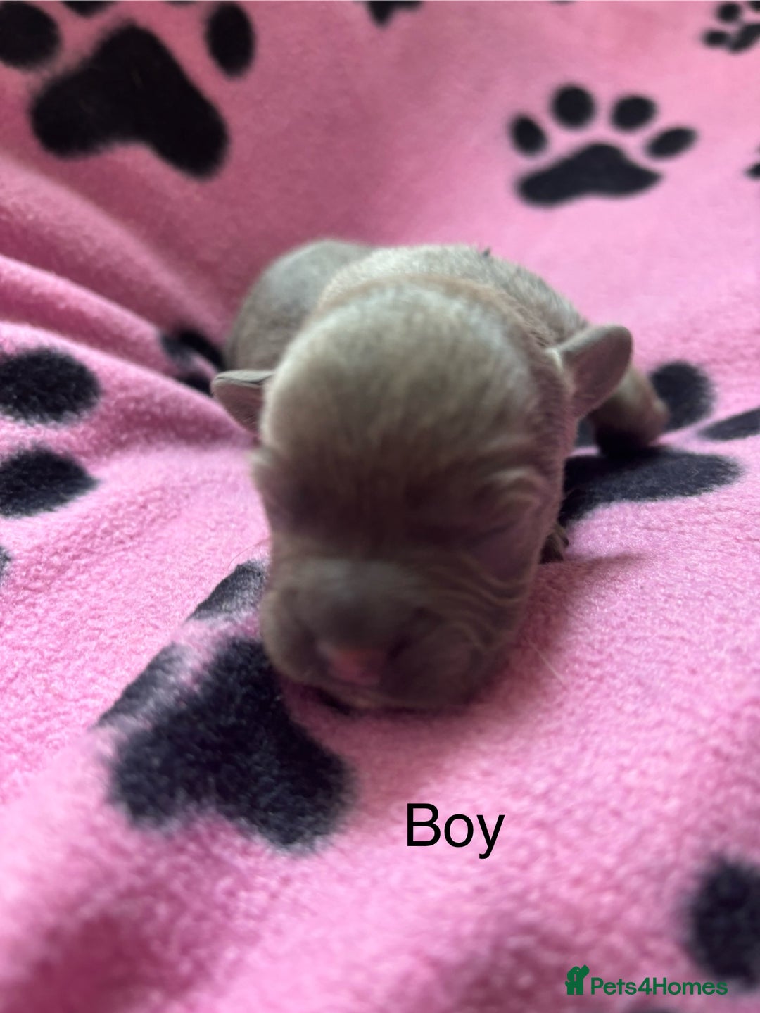 Mixed Breed dogs for sale: Unique mixed breed - Image 4