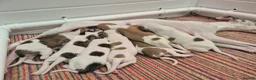 Whippet dogs for sale: Stunning Show Quality Ch Sired Whippet Puppies  - Advert 2