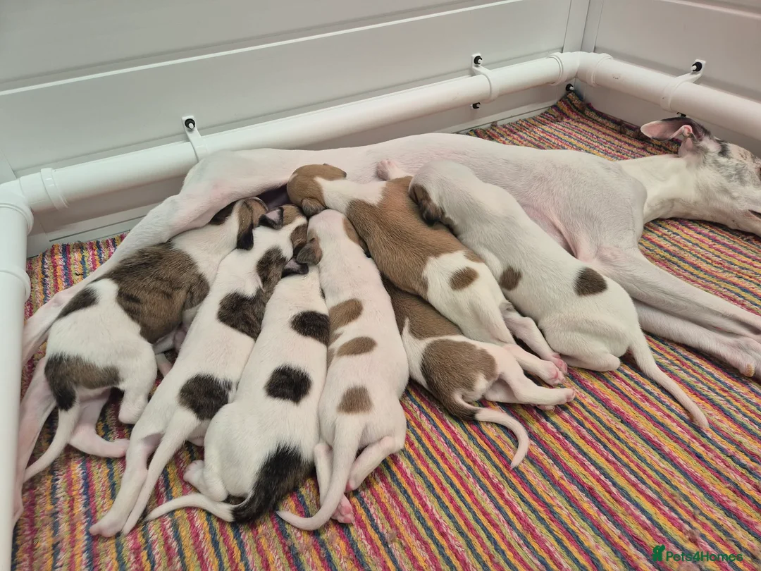 Whippet dogs for sale: Stunning Show Quality Ch Sired Whippet Puppies  - Advert 2