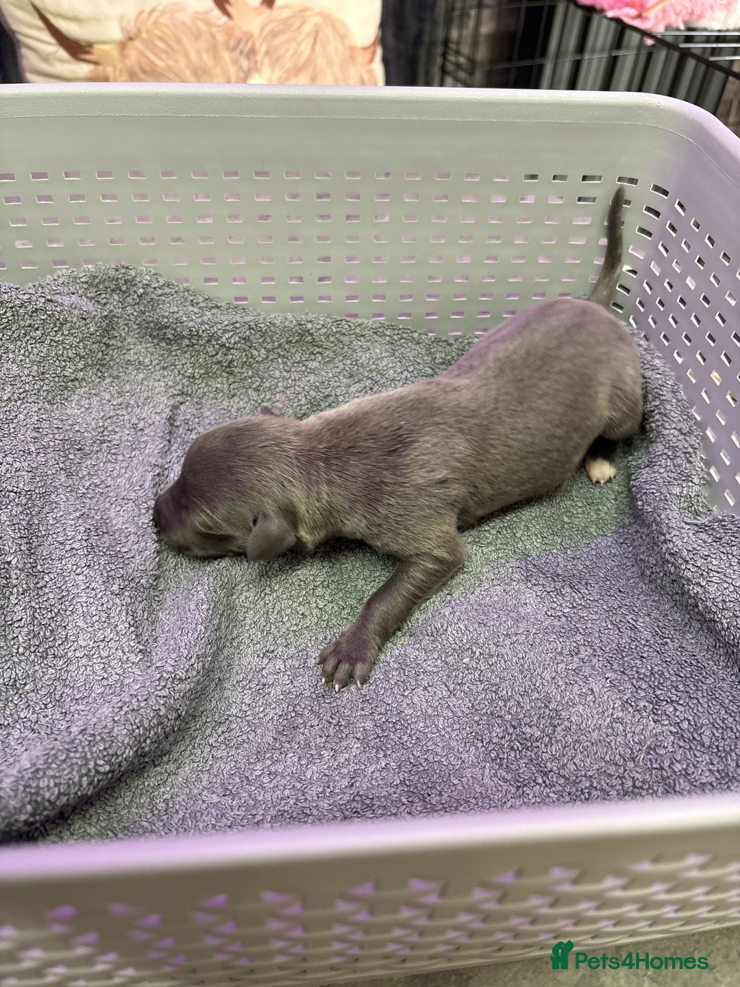 Whippet dogs for sale: Whippet , blue and blue and white puppies for sale - Image 21